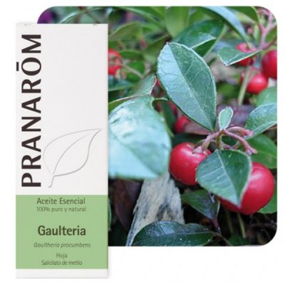 GAULTERIA HOJA 10 ml
